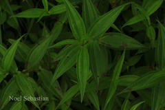 Pouzolzia wightii var. caudata